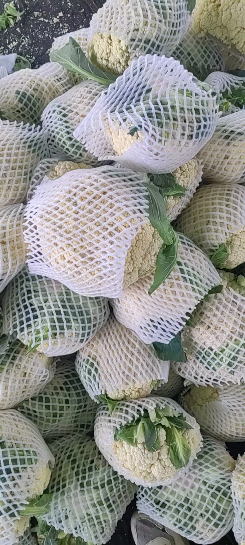 大量松花菜精品，欢迎老板采购！