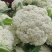 大量松花菜精品，欢迎老板采购！