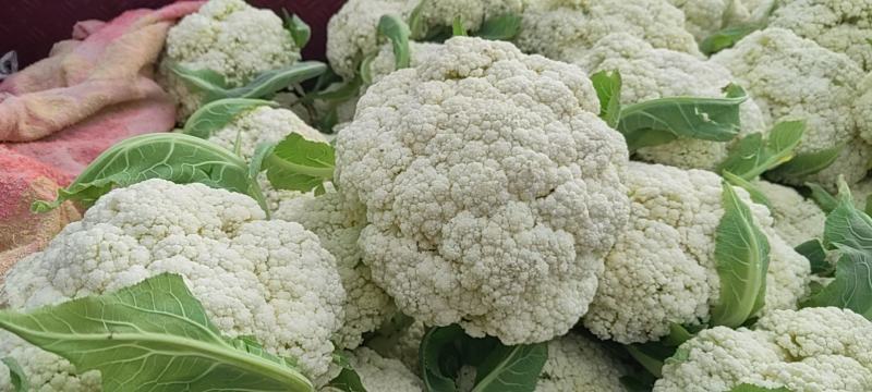 大量松花菜精品，欢迎老板采购！