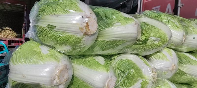 大量大白菜精品，欢迎老板采购！