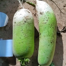 大量白萝卜精品，欢迎老板采购！