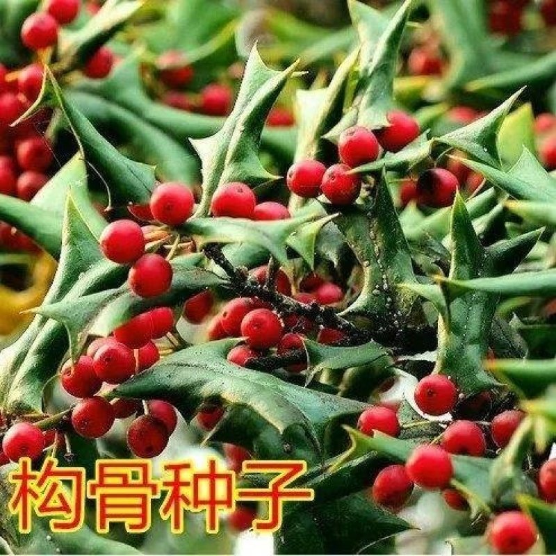 枸骨种子枸骨冬青鸟不宿老虎刺无刺枸骨种子绿化苗木