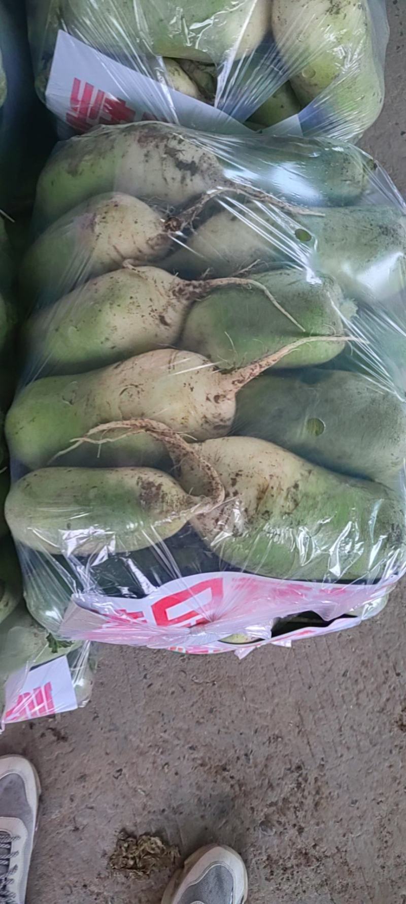 大量白萝卜精品，欢迎老板采购！