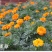 孔雀草种子混色重瓣草花种子庭院室外景观花卉花种子