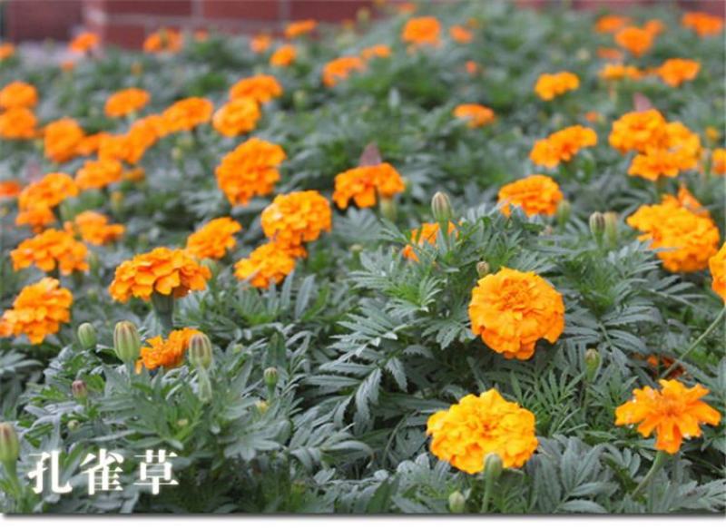 孔雀草种子混色重瓣草花种子庭院室外景观花卉花种子