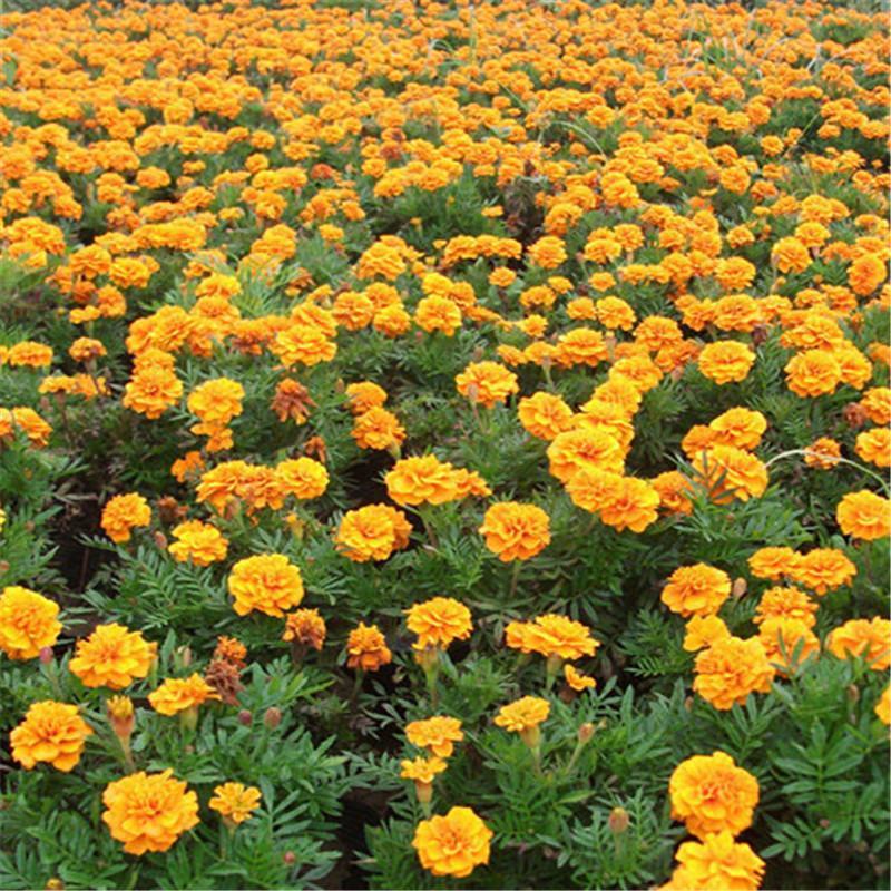 孔雀草种子混色重瓣草花种子庭院室外景观花卉花种子