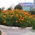 孔雀草种子混色重瓣草花种子庭院室外景观花卉花种子