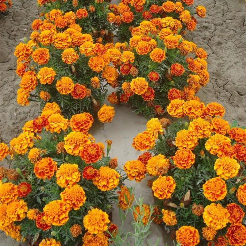 孔雀草种子混色重瓣草花种子庭院室外景观花卉花种子