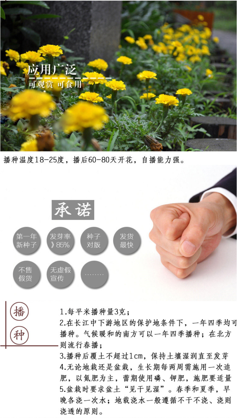 孔雀草种子混色重瓣草花种子庭院室外景观花卉花种子