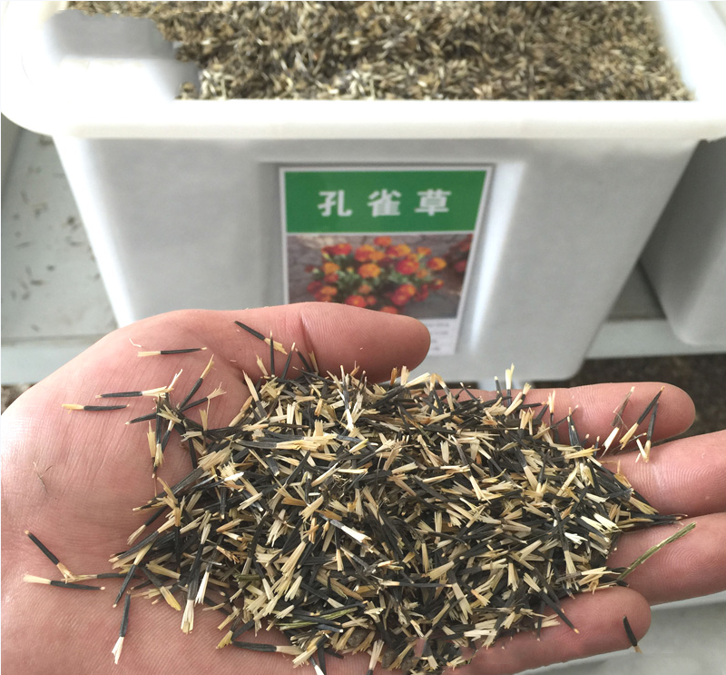 孔雀草种子混色重瓣草花种子庭院室外景观花卉花种子