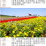 孔雀草种子混色重瓣草花种子庭院室外景观花卉花种子