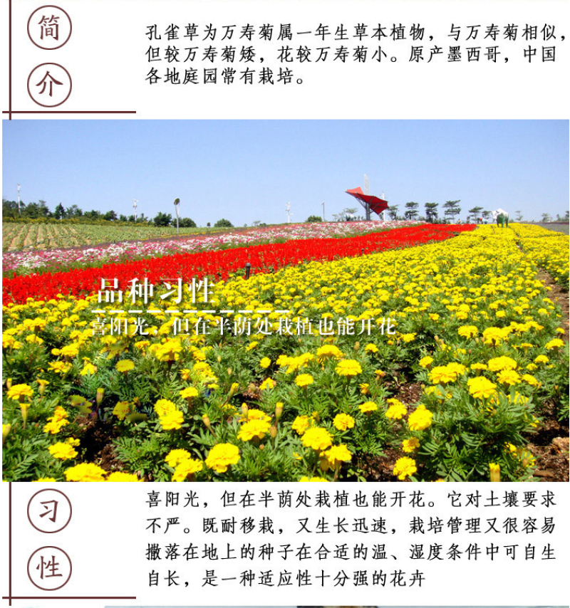 孔雀草种子混色重瓣草花种子庭院室外景观花卉花种子