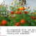 孔雀草种子混色重瓣草花种子庭院室外景观花卉花种子