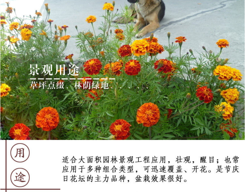 孔雀草种子混色重瓣草花种子庭院室外景观花卉花种子