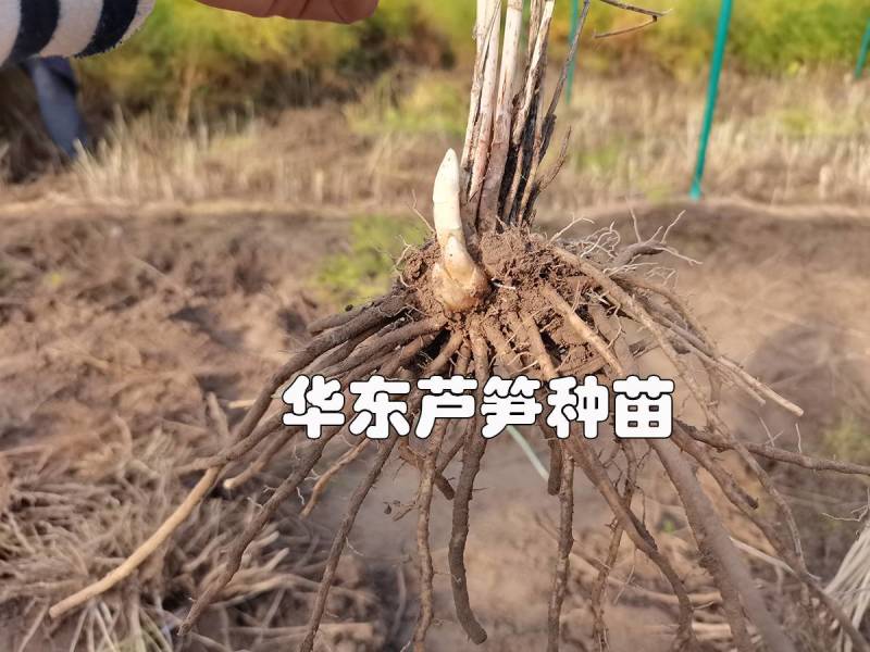 芦笋根苗芦笋大苗萌芽多笋芽粗大高产一代芦笋苗