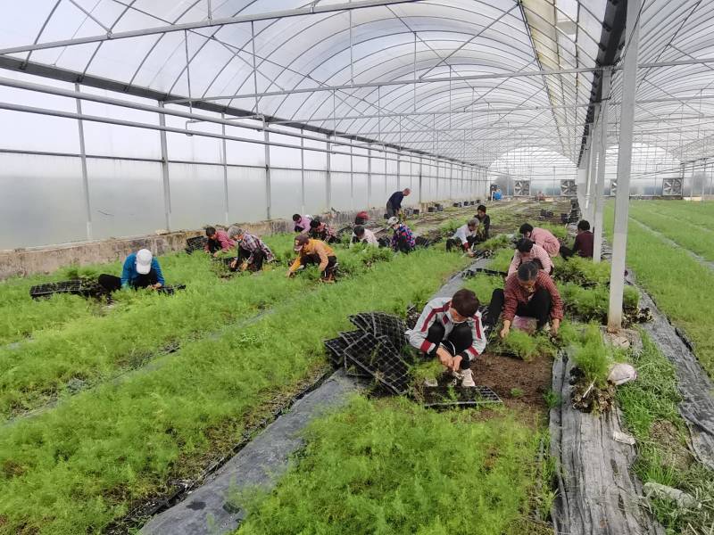 芦笋根苗芦笋大苗萌芽多笋芽粗大高产一代芦笋苗