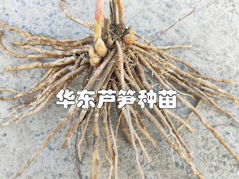 芦笋根苗芦笋大苗萌芽多笋芽粗大高产一代芦笋苗