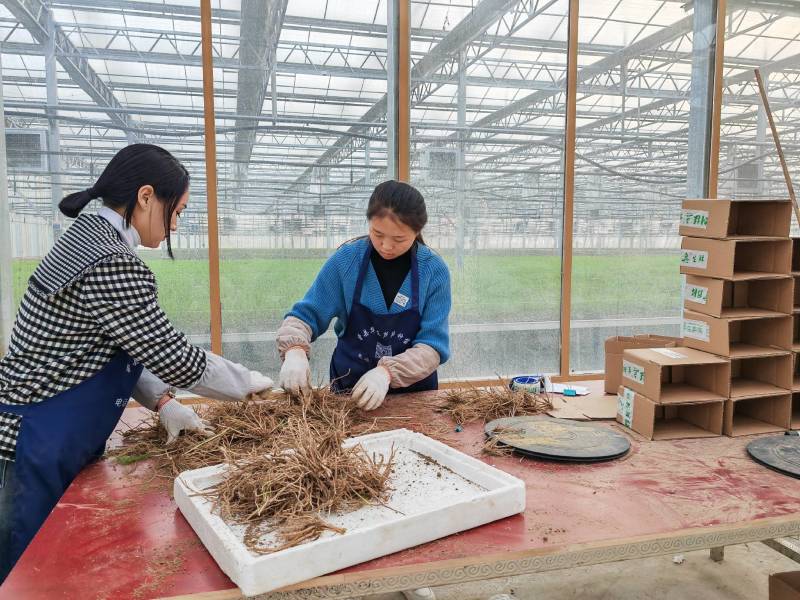 芦笋根苗芦笋大苗萌芽多笋芽粗大高产一代芦笋苗