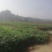 精品儿菜，！，，，，，，，，，，，，，，，