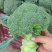 大量西蓝花精品，欢迎老板采购！