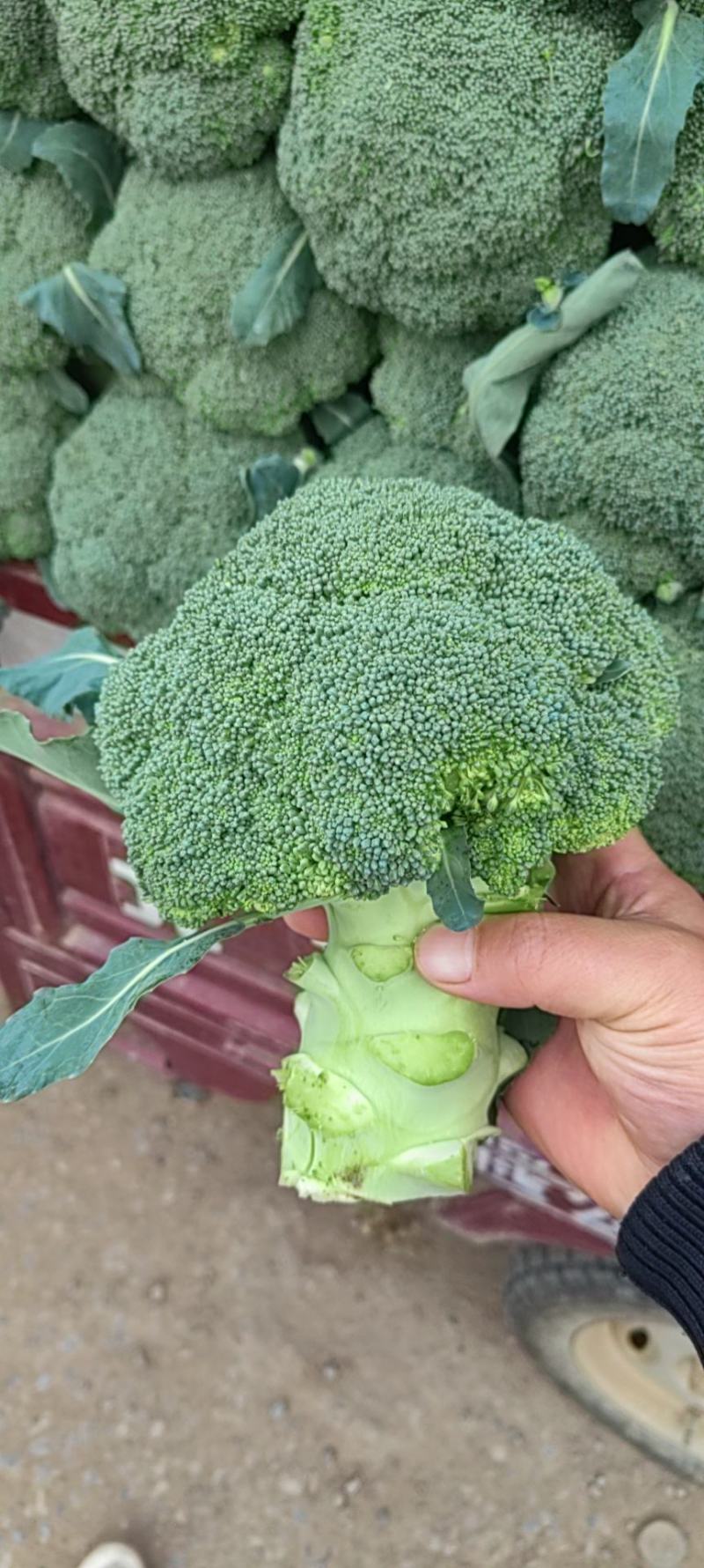 大量西蓝花精品，欢迎老板采购！