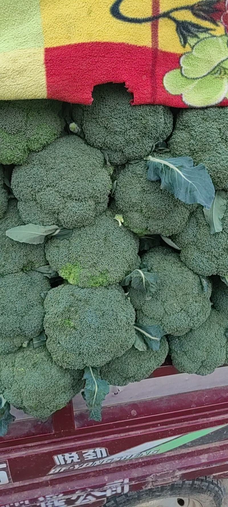 大量西蓝花精品，欢迎老板采购！