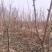 吉林省四平市挚友苗木基地直发吉盛桃李大树