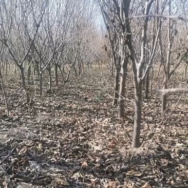 吉林省四平市挚友苗木基地直发吉盛桃李大树