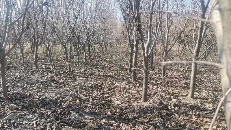 吉林省四平市挚友苗木基地直发吉盛桃李大树