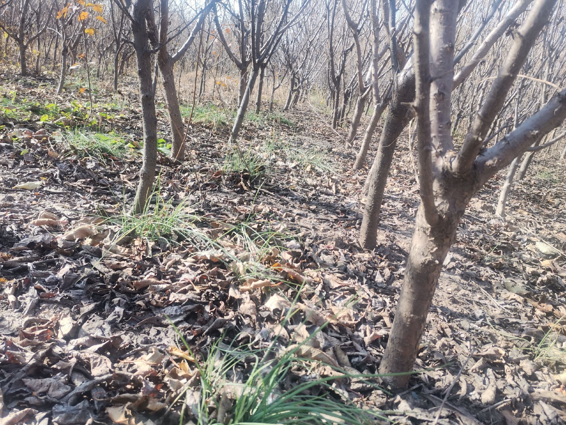 图片说明:一组嫁接成功的桃形李幼苗在苗圃中整齐排列,可见每个植株均有明显的嫁接痕迹,新梢生长健壮,叶片浓绿有光泽,土壤表面覆盖黑色地膜以抑制杂草并保墒,管理人员正在进行定期巡查记录 桃形李嫁接苗成活后生长状况