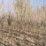 吉林省四平市挚友苗木基地直发吉盛桃李大树