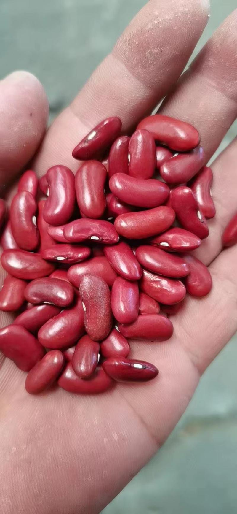 红芸豆，英国红，八宝粥食品原料，厂家现货批发。