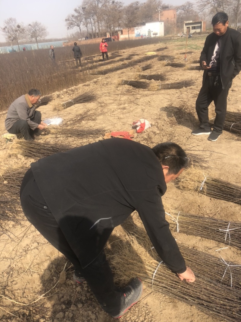 花椒苗，花椒苗，花椒苗基地。当年苗量大。