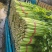 芹菜安徽精品芹菜大中小棵产地直供保质保量代发全国