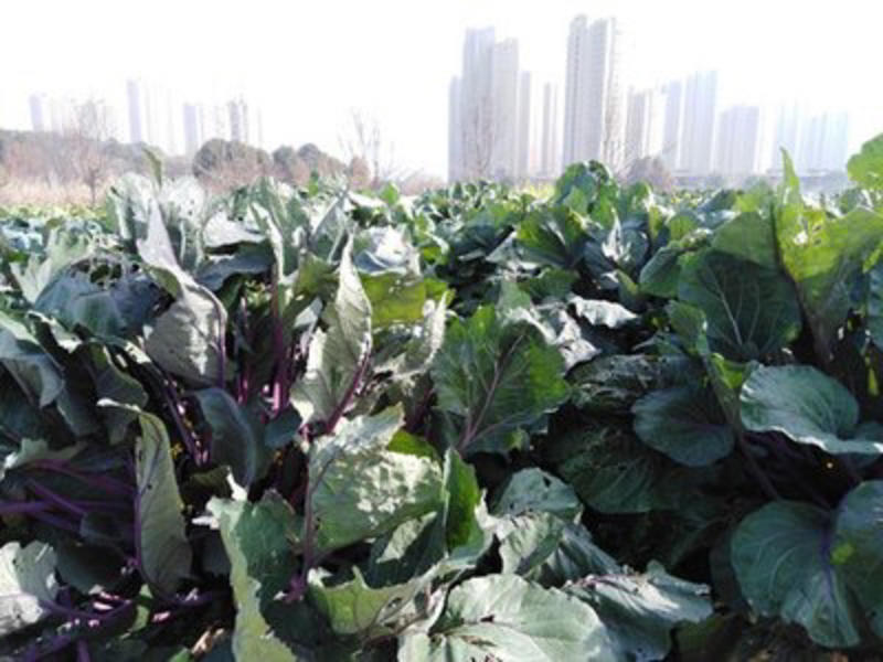 红菜苔产地发货货品质量有保障欢迎来电咨询选购