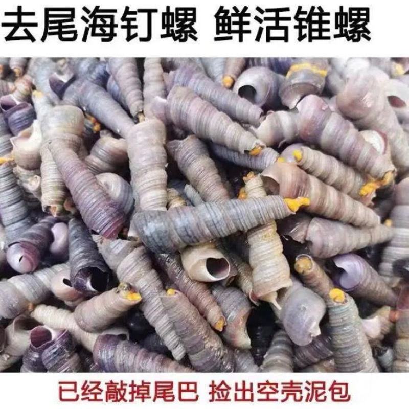 鲜活去尾钉螺水产海鲜螺丝锥螺一整箱海鲜批发捞汁