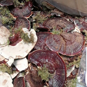 产地货源金边香芝，热卖一件代发欢迎选购