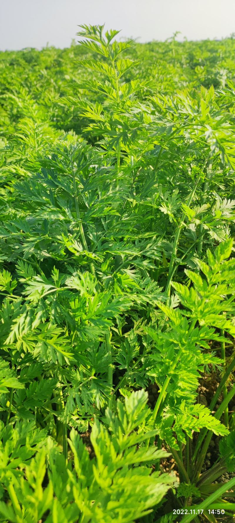 秤杆红，梁山红，大荔胡萝卜