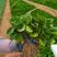 茄子苗，紫罐茄青罐茄苗，紫圆茄苗，紫黑茄苗，线茄，杭茄苗