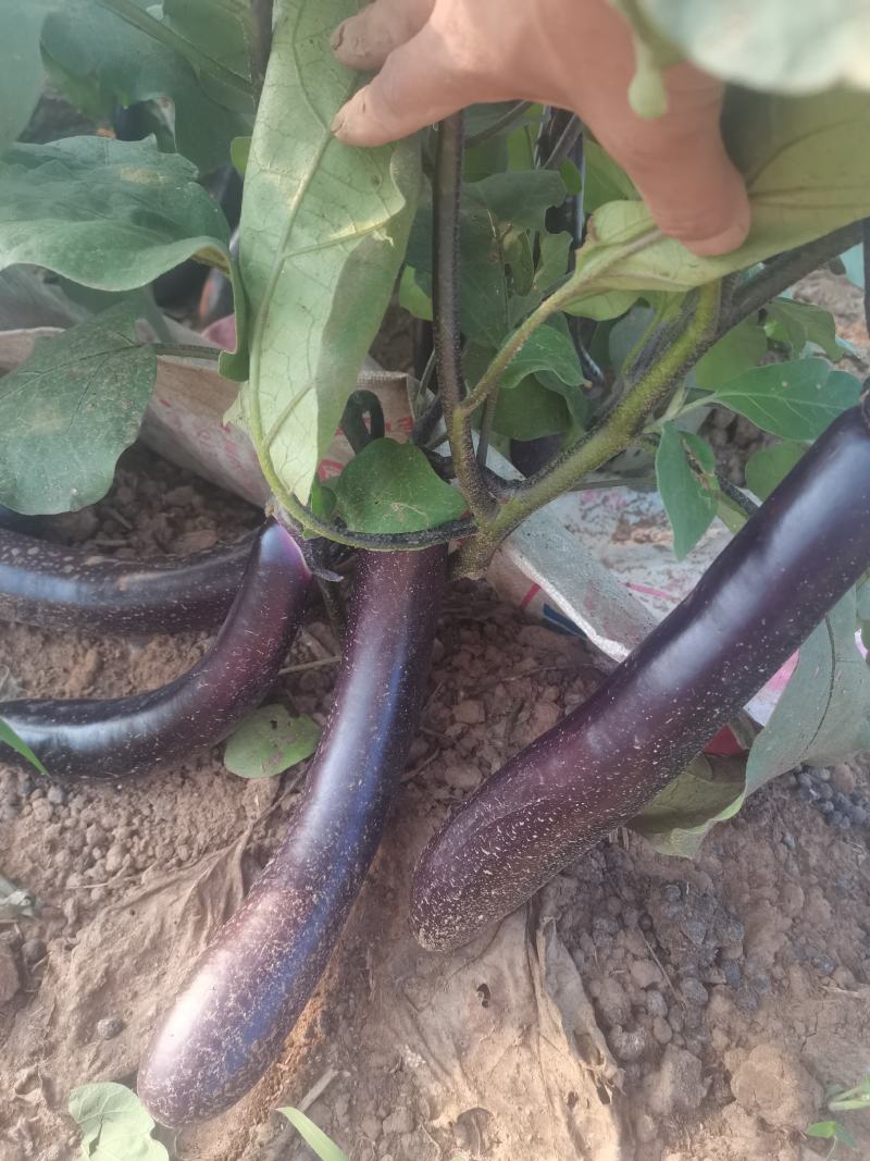 茄子苗，紫罐茄青罐茄苗，紫圆茄苗，紫黑茄苗，线茄，杭茄苗
