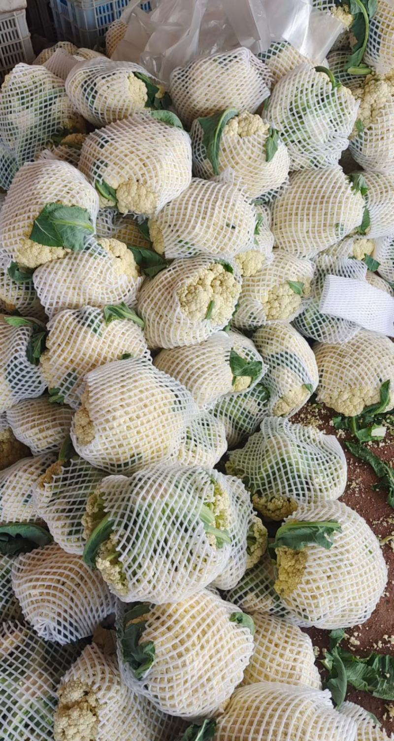 花菜精品青耿白面小米粒有机花菜货源充足代收代发全国