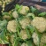 花菜精品青耿白面小米粒有机花菜货源充足代收代发全国