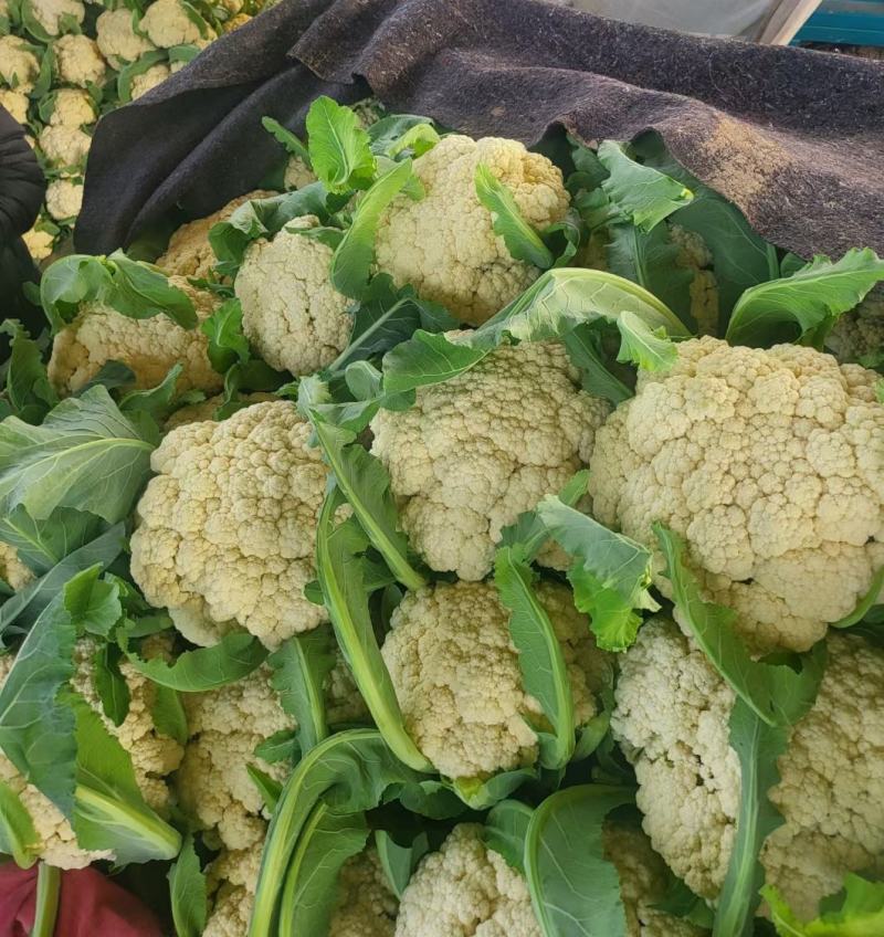 花菜精品青耿白面小米粒有机花菜货源充足代收代发全国