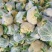 花菜精品青耿白面小米粒有机花菜货源充足代收代发全国