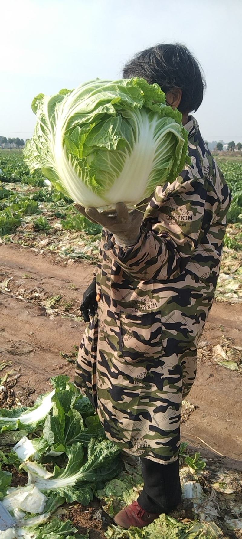冷库鸡腿菜大量供应