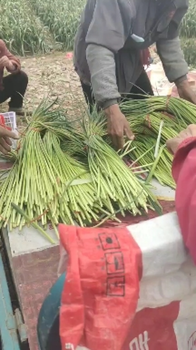 金乡蒜薹