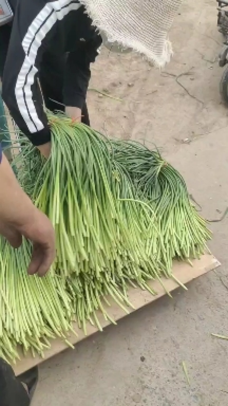 金乡蒜薹