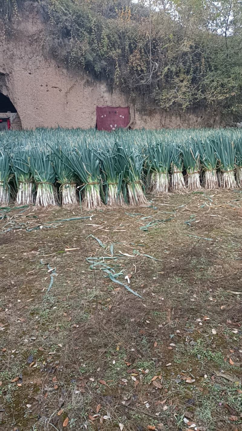 万亩铁杆大葱大量上市，货源充足，保证质量欢迎来电