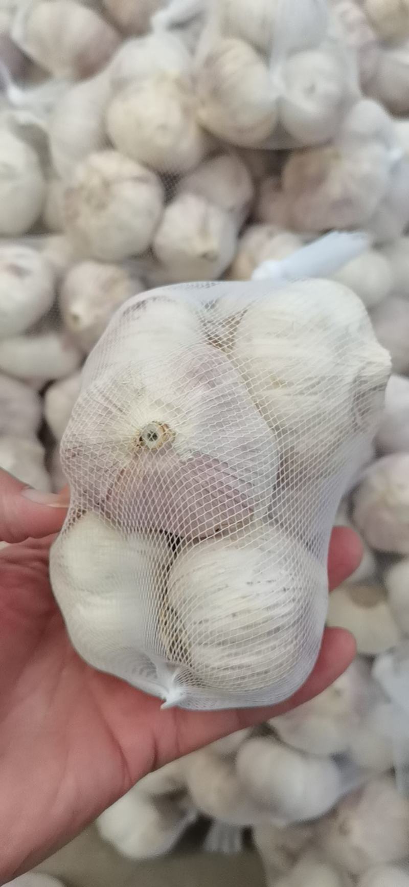 精品大蒜，通货，欢迎电商超市前来采购，以质量求生存，