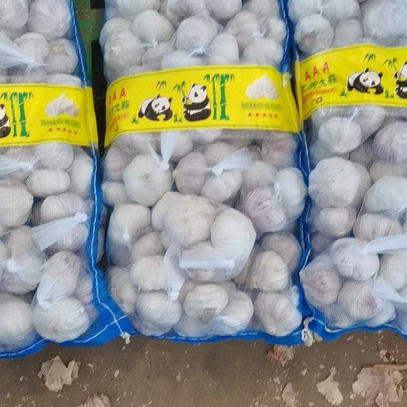 精品大蒜，通货，欢迎电商超市前来采购，以质量求生存，